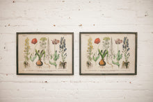 Furniture Road - Botanical Prints